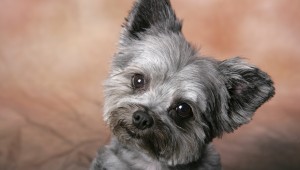 Free Download Cute Dogs HD Wallpaper